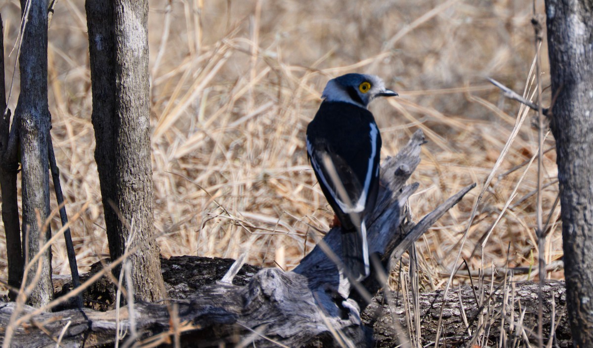 White Helmetshrike - ML623212697