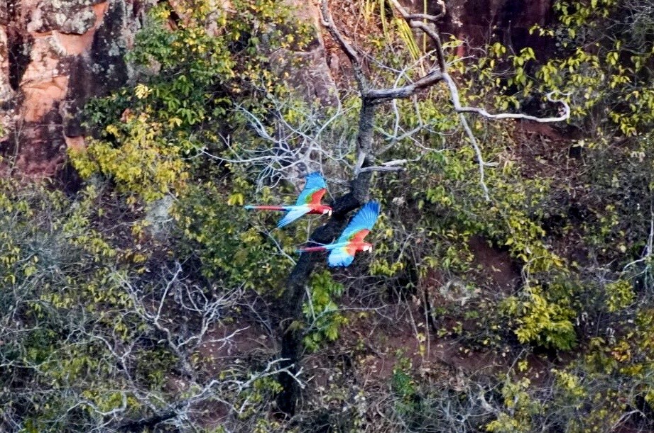 Red-and-green Macaw - ML623212723