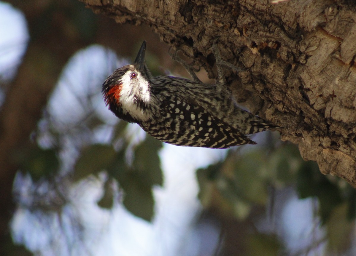 Striped Woodpecker - ML623212755