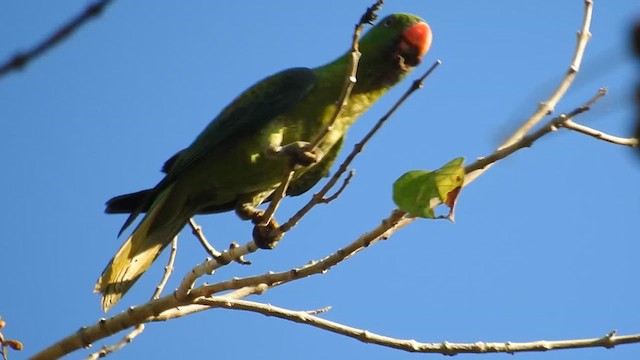 Blue-naped Parrot - ML623212759