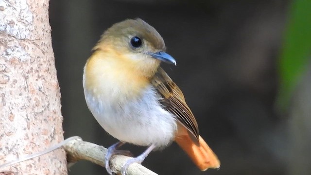 Palawan Flycatcher - ML623212797