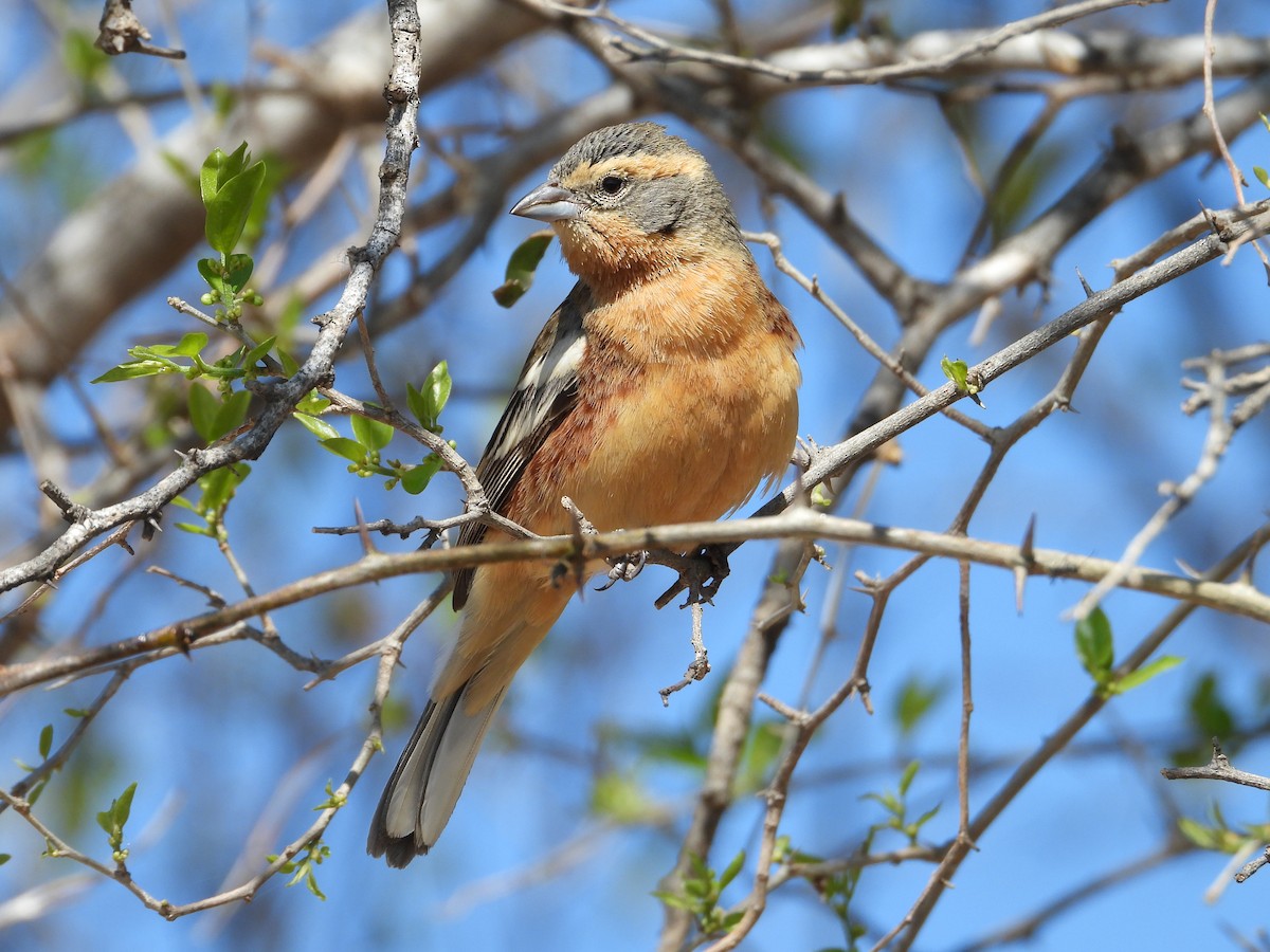 Cinnamon Warbling Finch - ML623212812