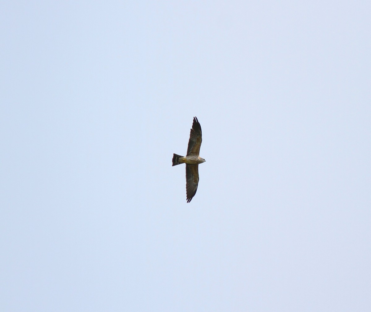 Mississippi Kite - ML623212853