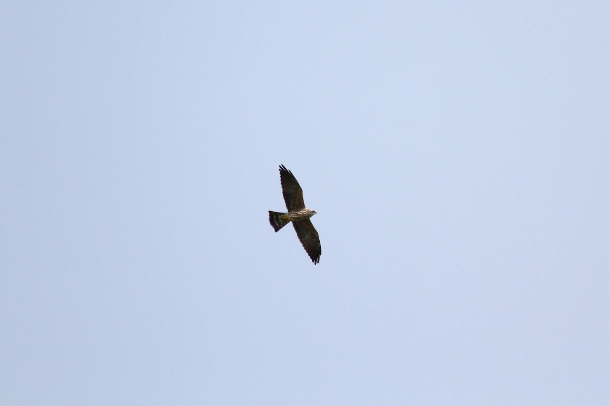 Mississippi Kite - ML623212854