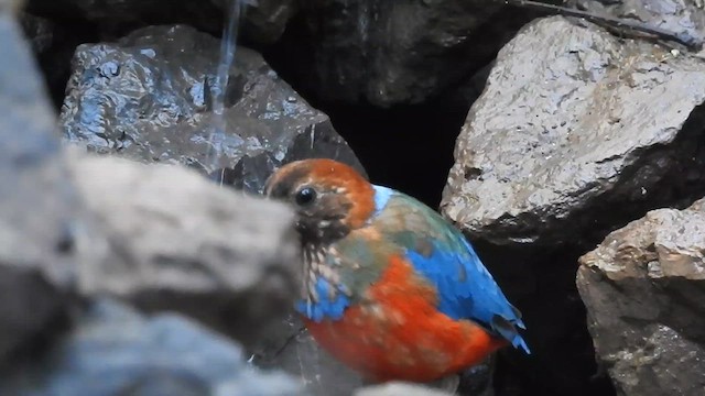 rødbukpitta - ML623212911