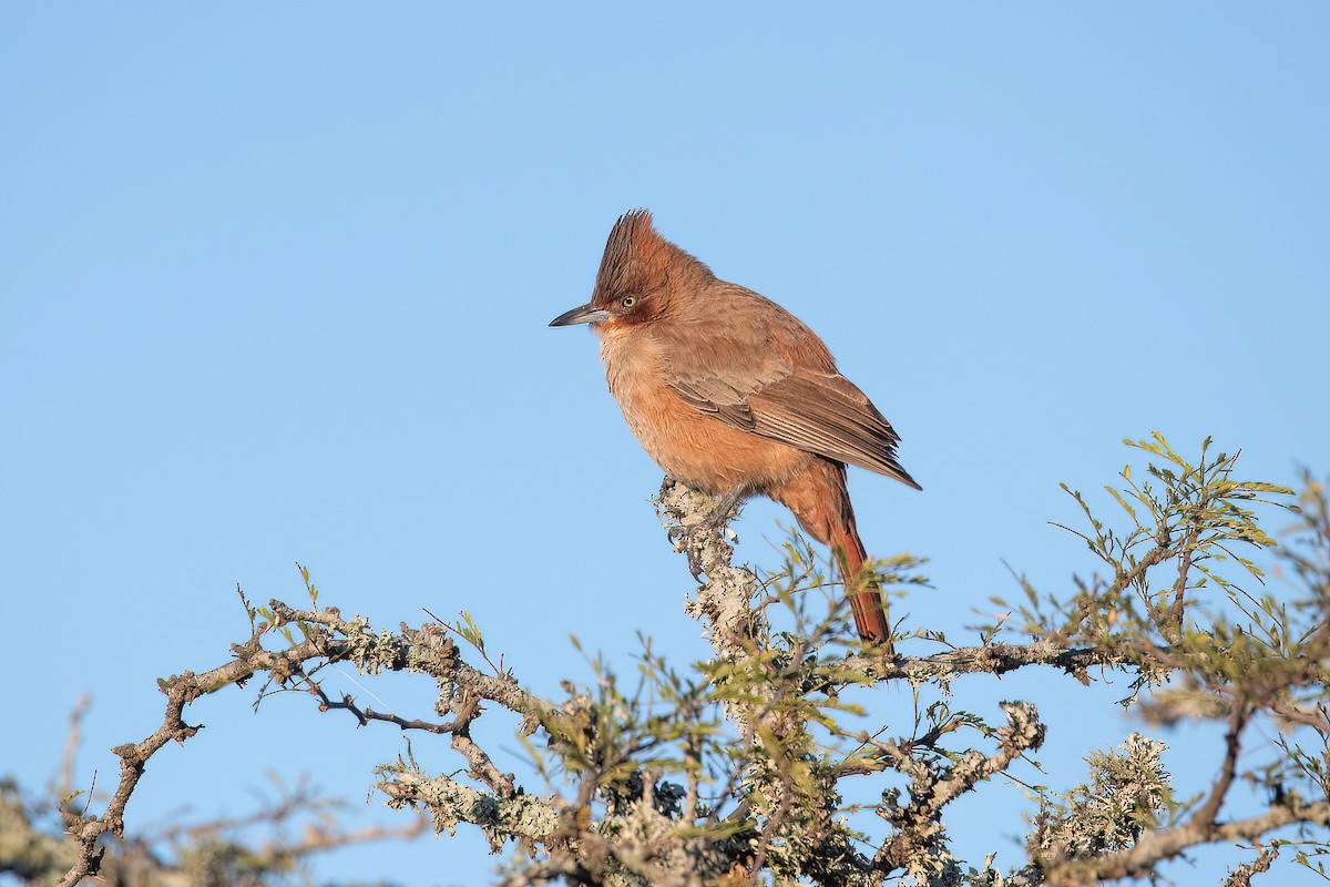 Brown Cacholote - ML623212916