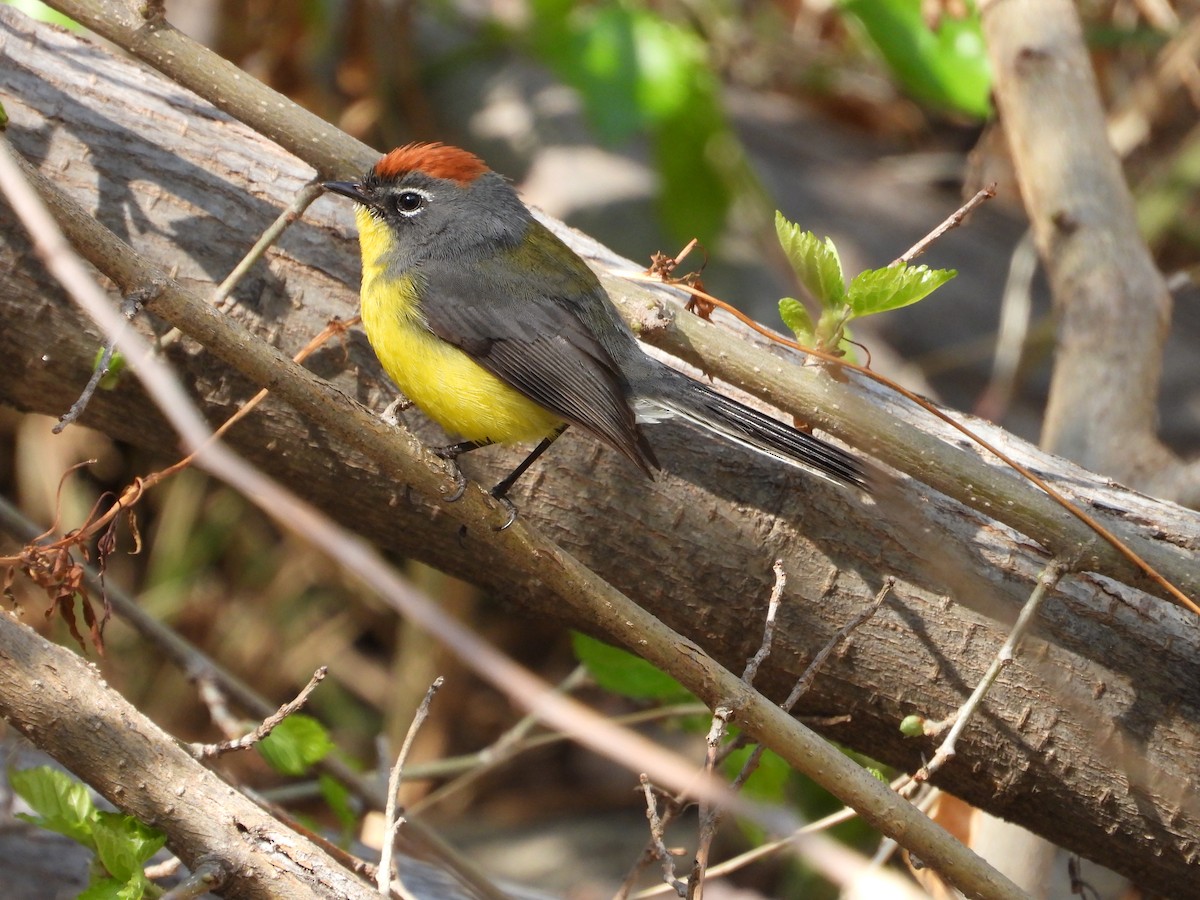 Brown-capped Redstart - ML623212946