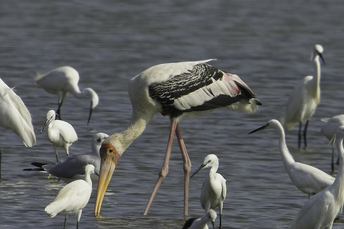 Painted Stork - ML623212950