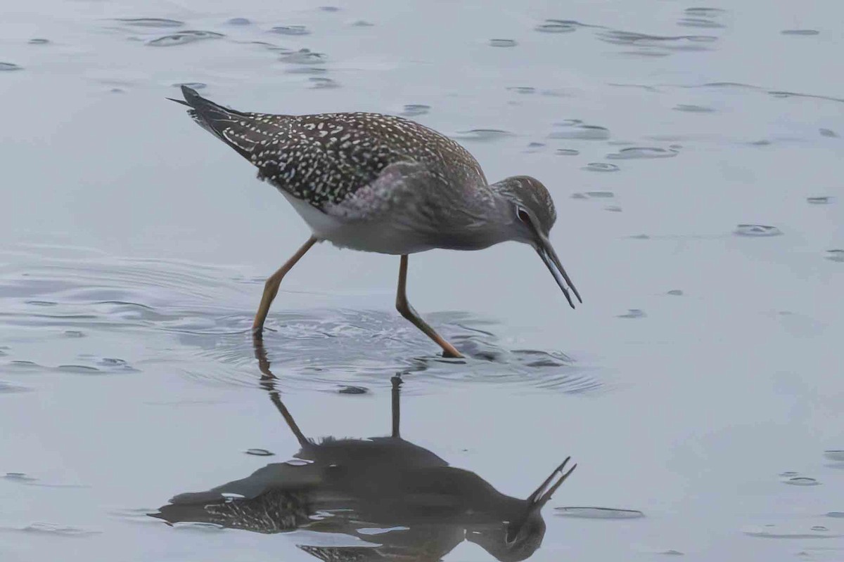 Lesser Yellowlegs - ML623212985