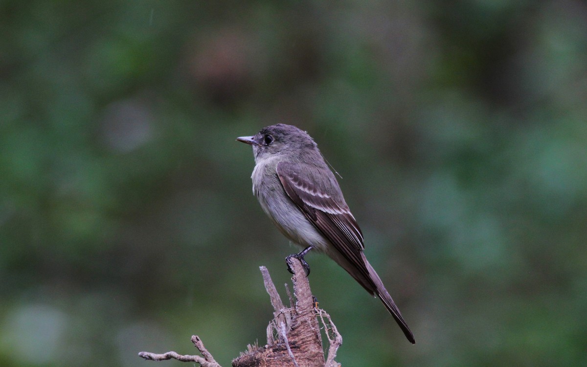 Eastern Wood-Pewee - ML623212997