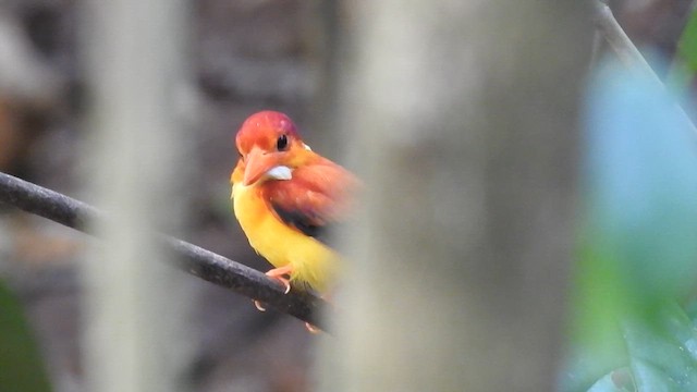 Rufous-backed Dwarf-Kingfisher - ML623213008