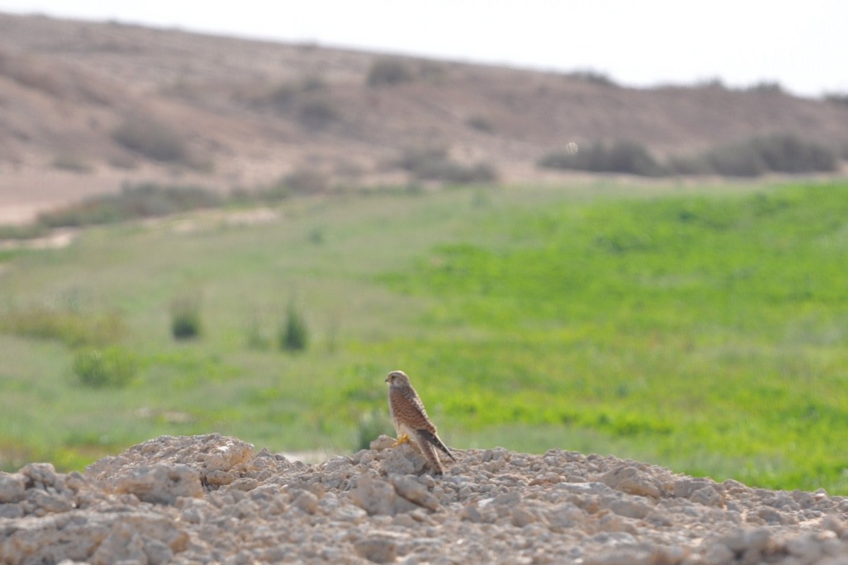 Eurasian Kestrel - ML623213010