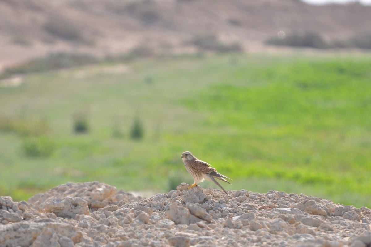 Eurasian Kestrel - ML623213011