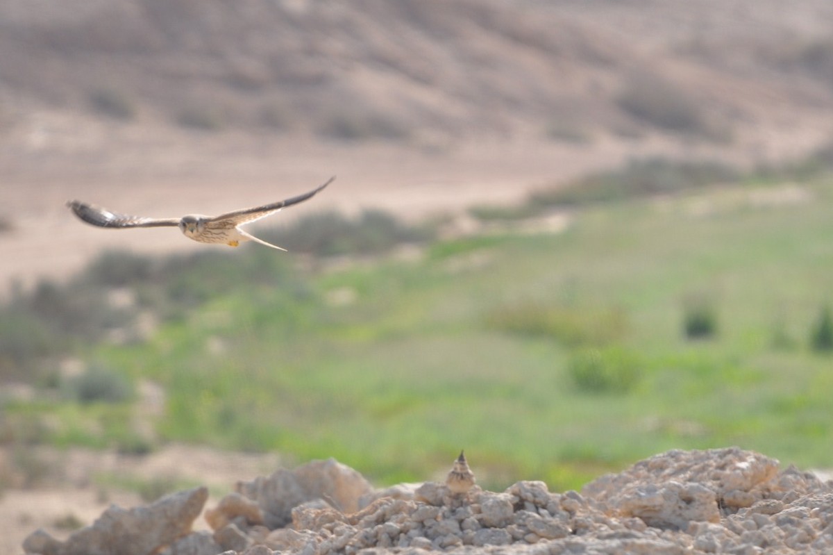 Eurasian Kestrel - ML623213012