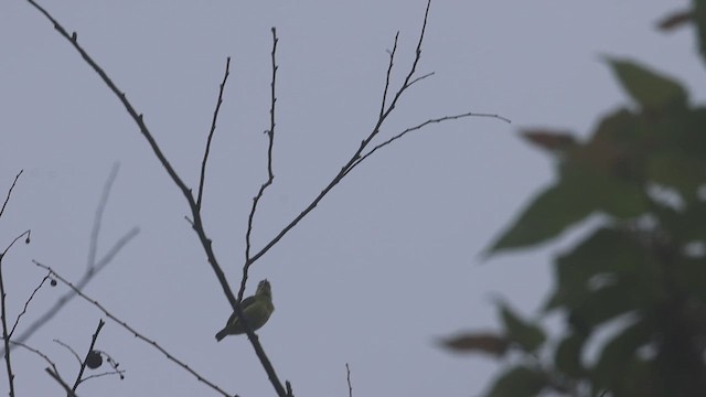 Brown-capped Tyrannulet - ML623213018