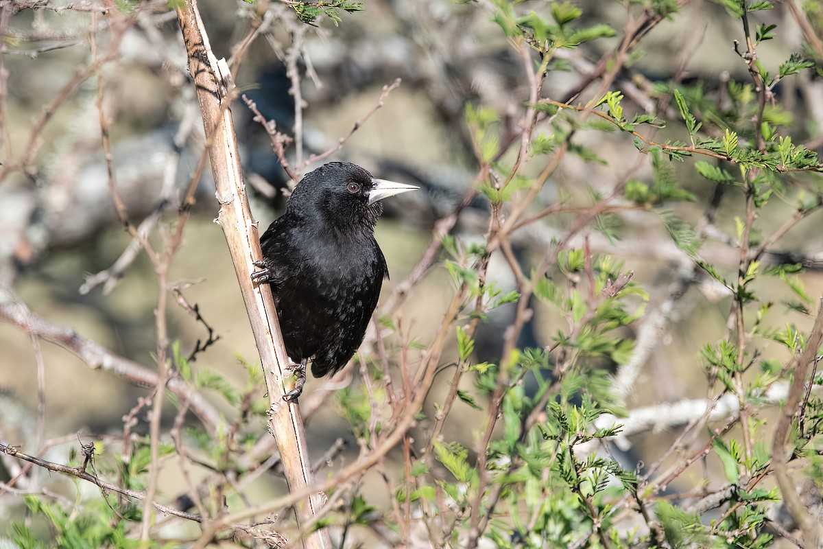 Solitary Black Cacique - ML623213019