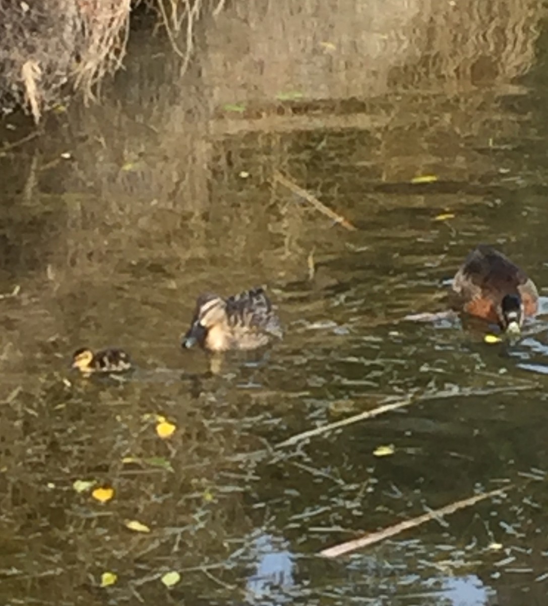 Mallard x Pacific Black Duck (hybrid) - ML623213022