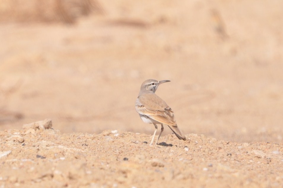 Greater Hoopoe-Lark - ML623213023