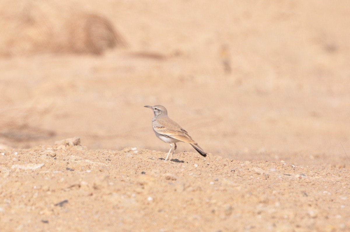 Greater Hoopoe-Lark - ML623213024