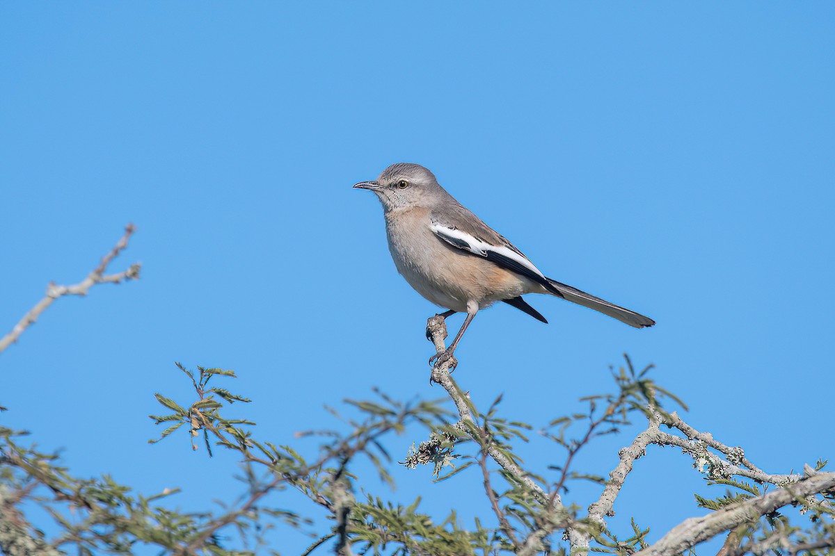 White-banded Mockingbird - Raphael Kurz -  Aves do Sul