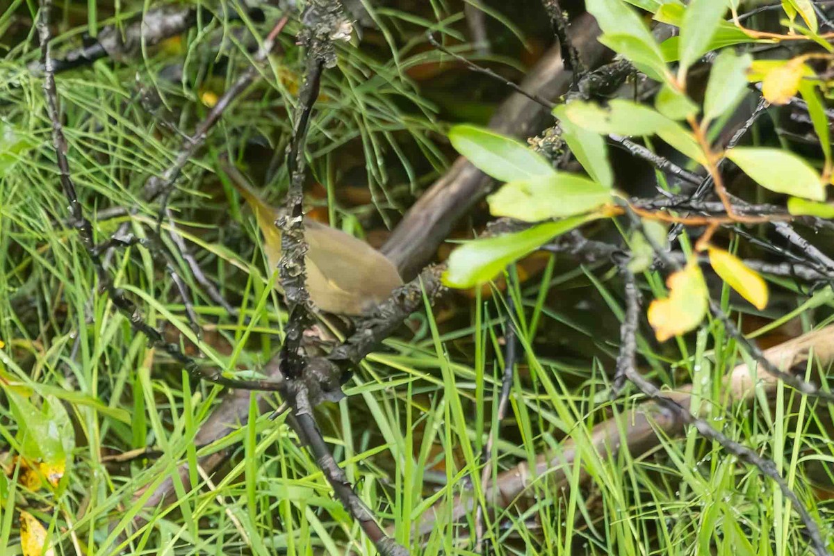 Common Yellowthroat - Scott Fischer