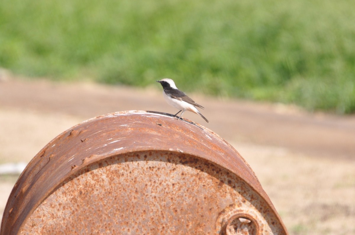 Mourning Wheatear - ML623213036