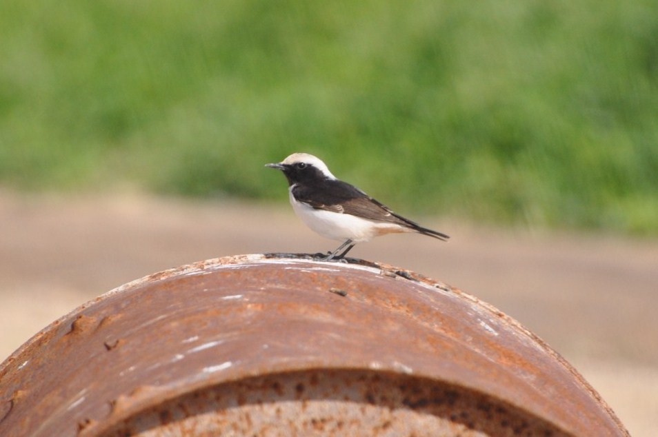 Mourning Wheatear - ML623213037