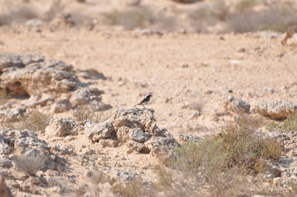 Mourning Wheatear - ML623213038