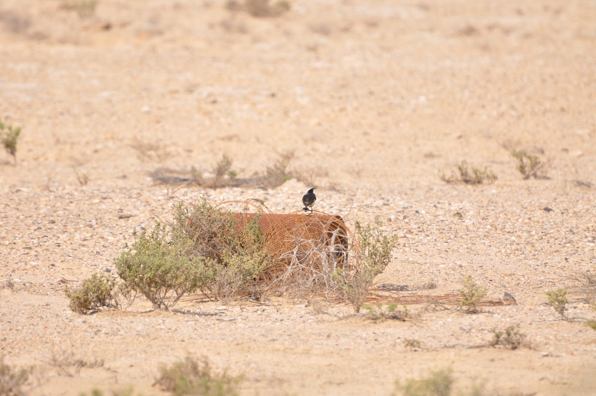 Mourning Wheatear - ML623213039