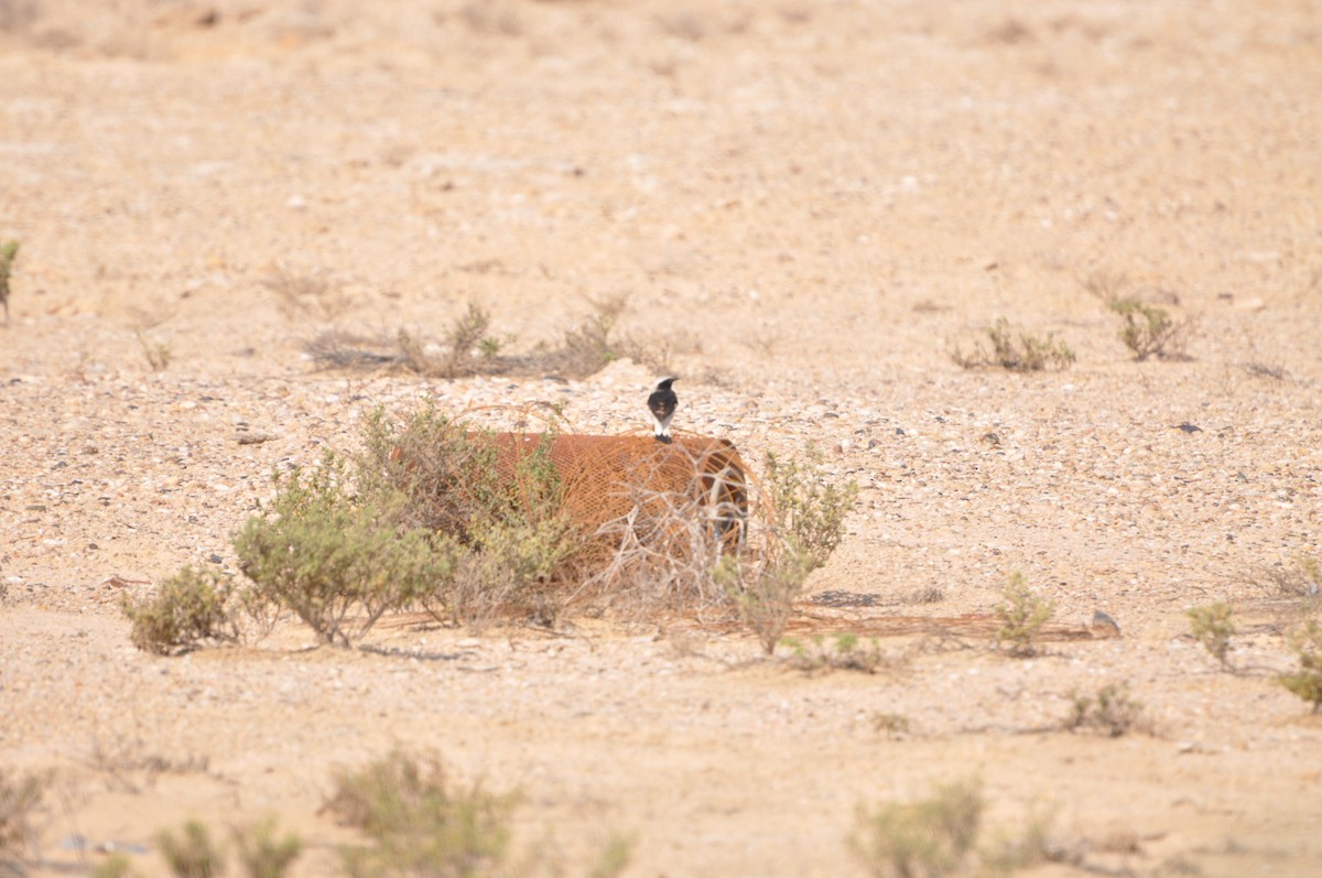 Mourning Wheatear - ML623213040