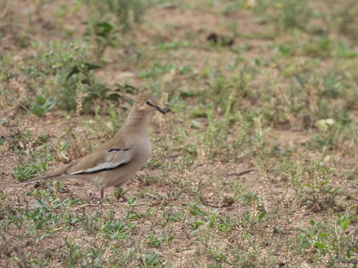 Picui Ground Dove - ML623213097