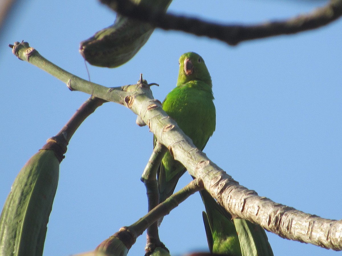 Plain Parakeet - ML623213107