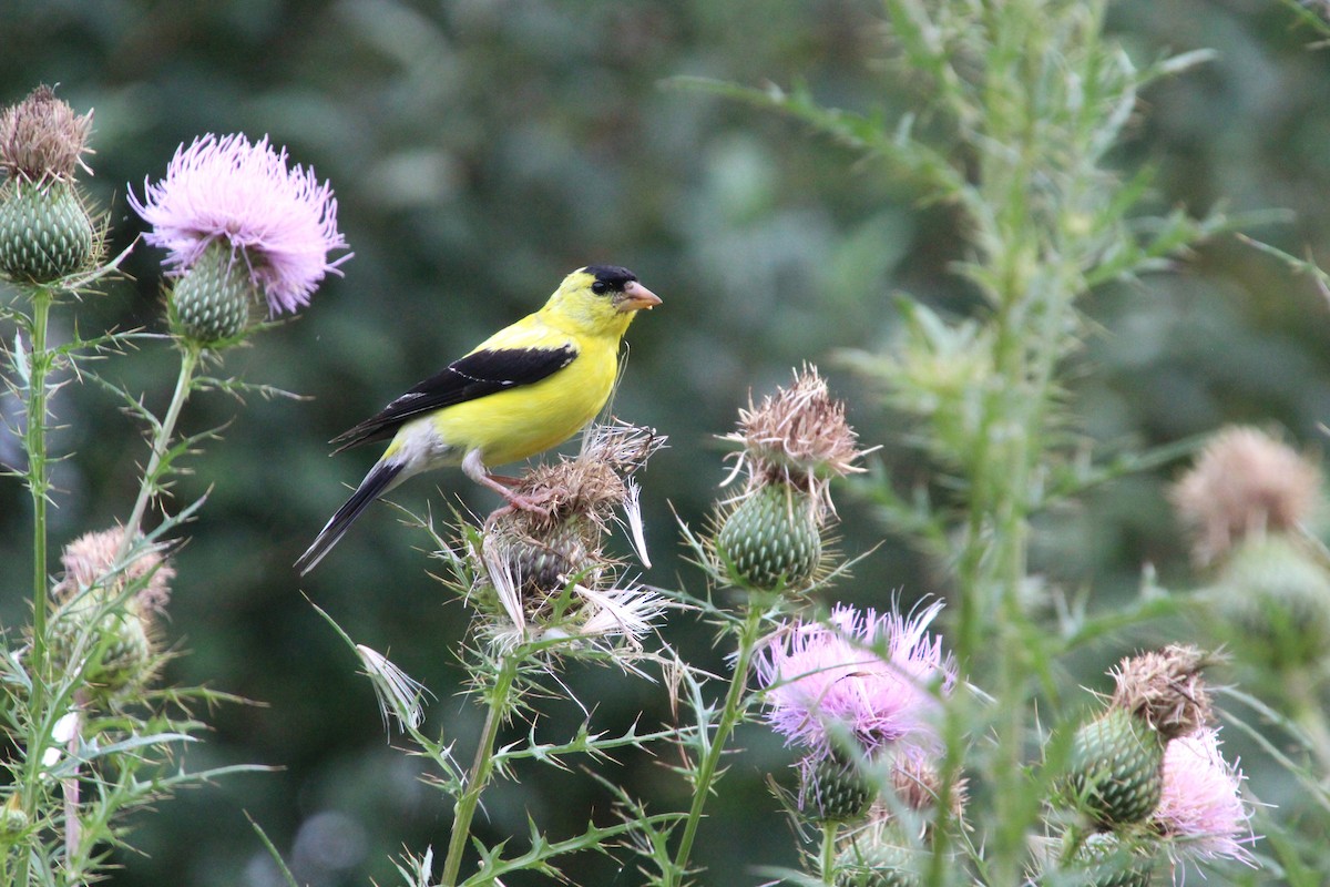 Chardonneret jaune - ML623213127