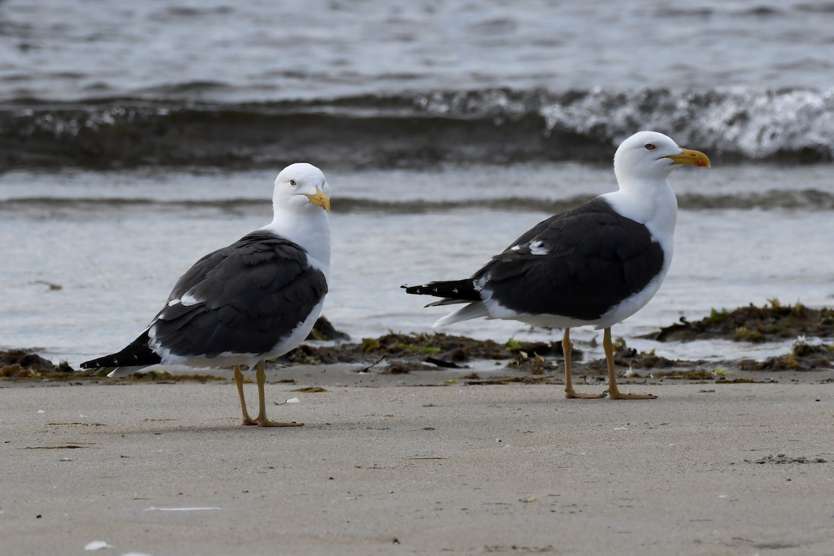 Lesser Black-backed Gull - ML623213181