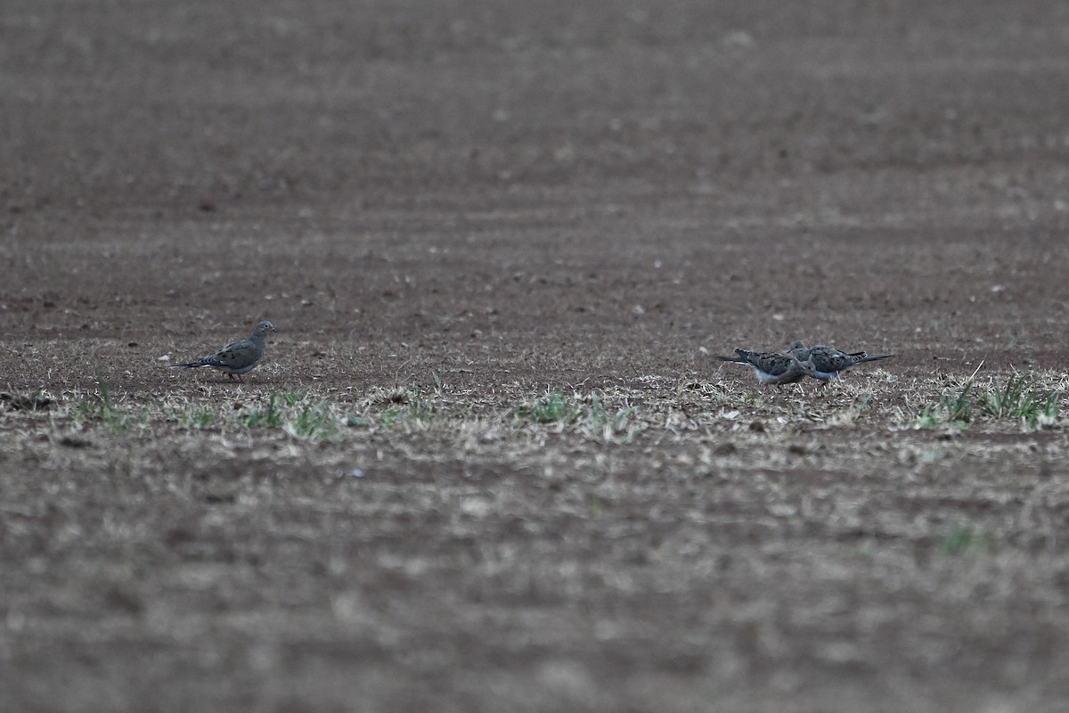 Mourning Dove - ML623213194