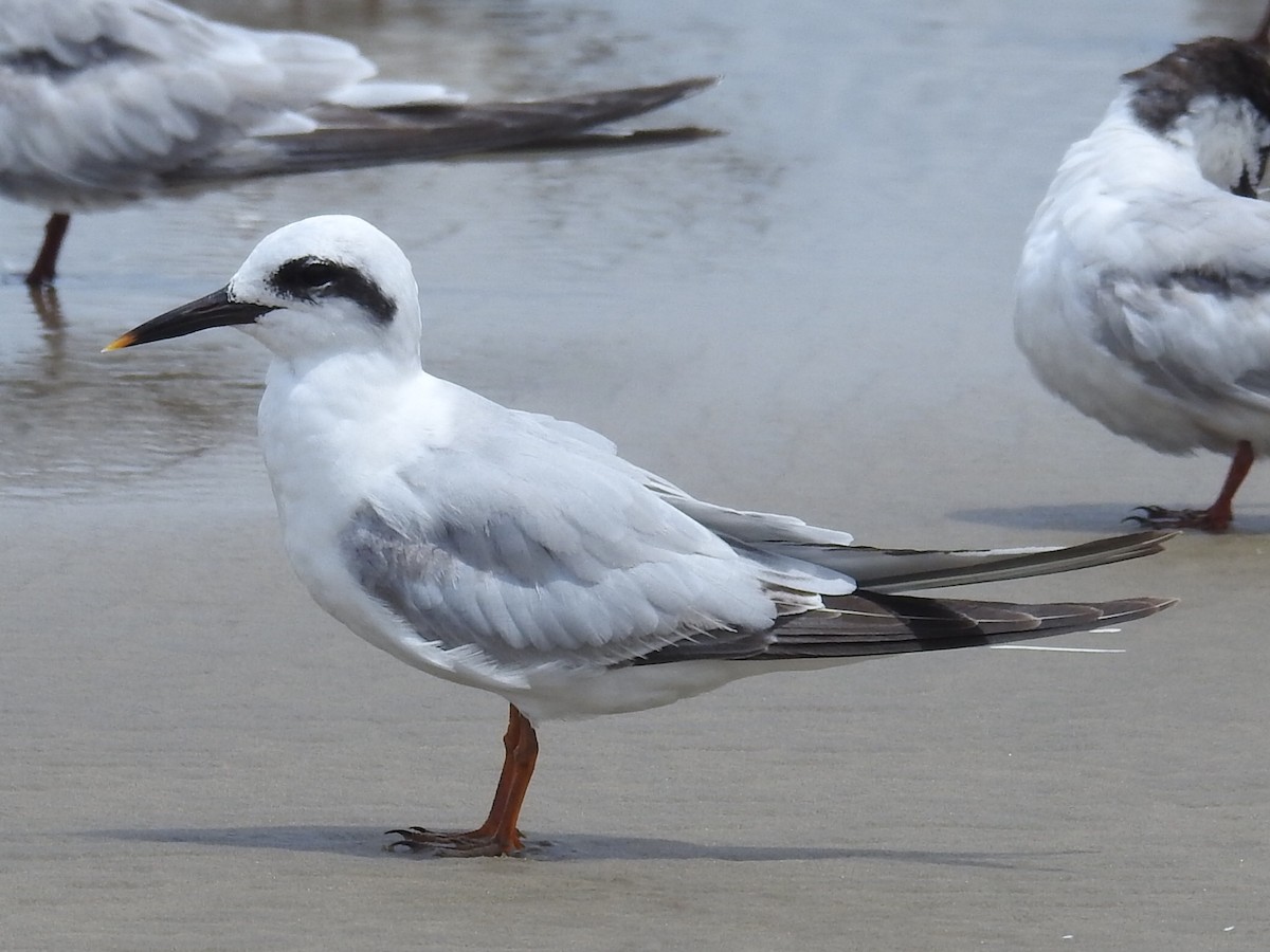 Snowy-crowned Tern - ML623213254