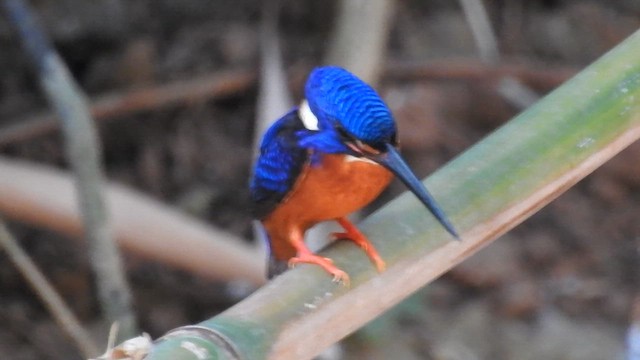 Blue-eared Kingfisher - ML623213335