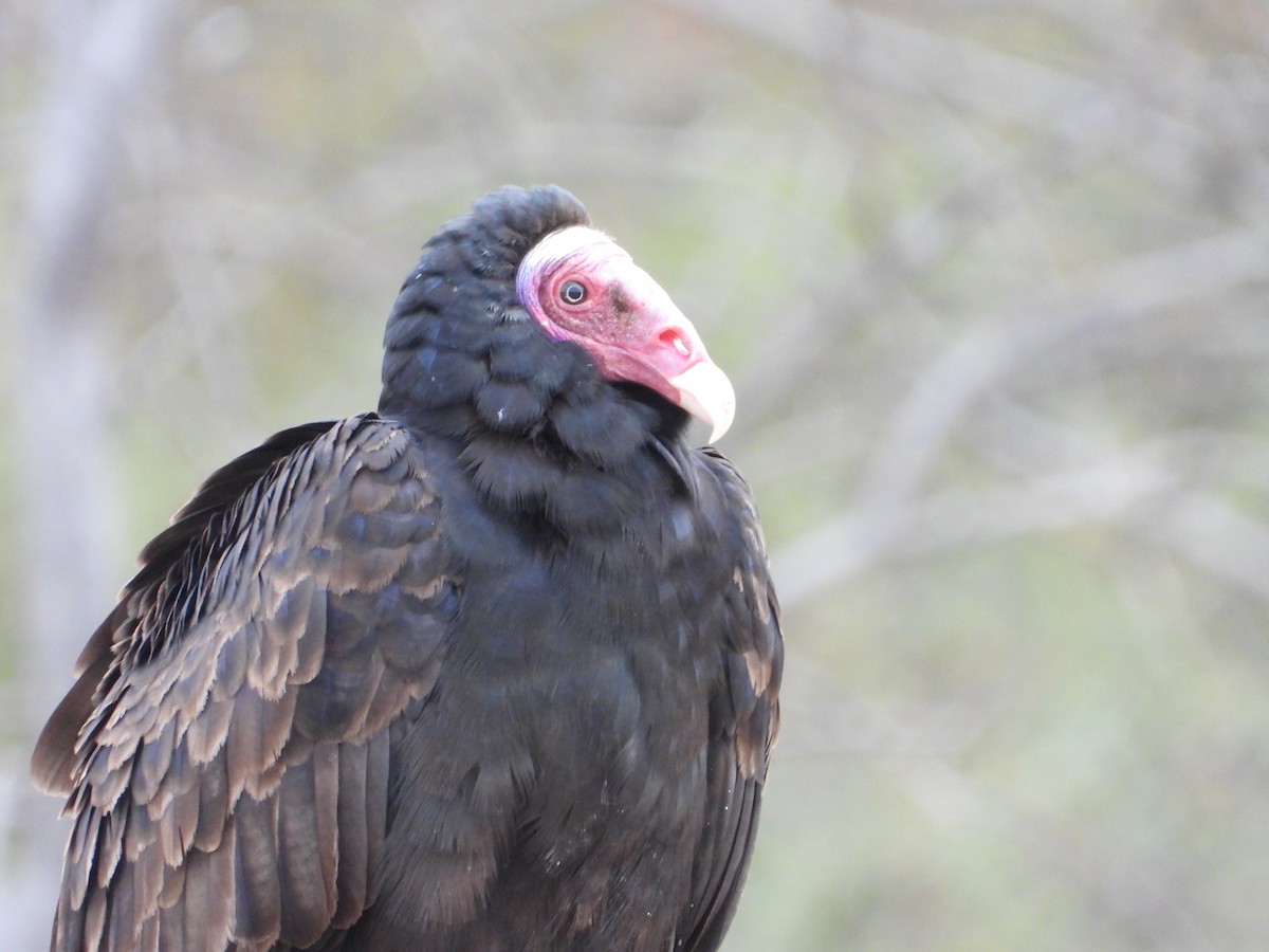 Turkey Vulture - ML623213359