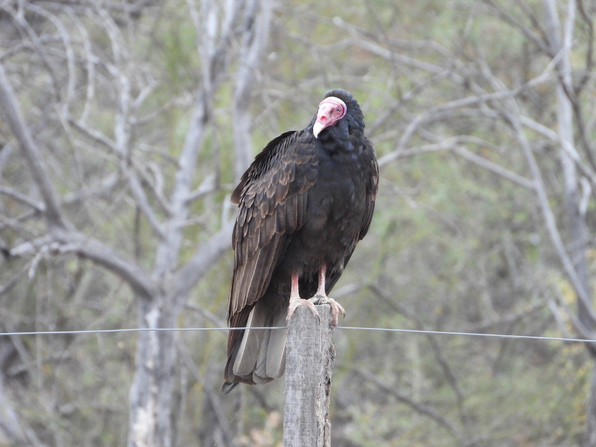 Turkey Vulture - Más Aves