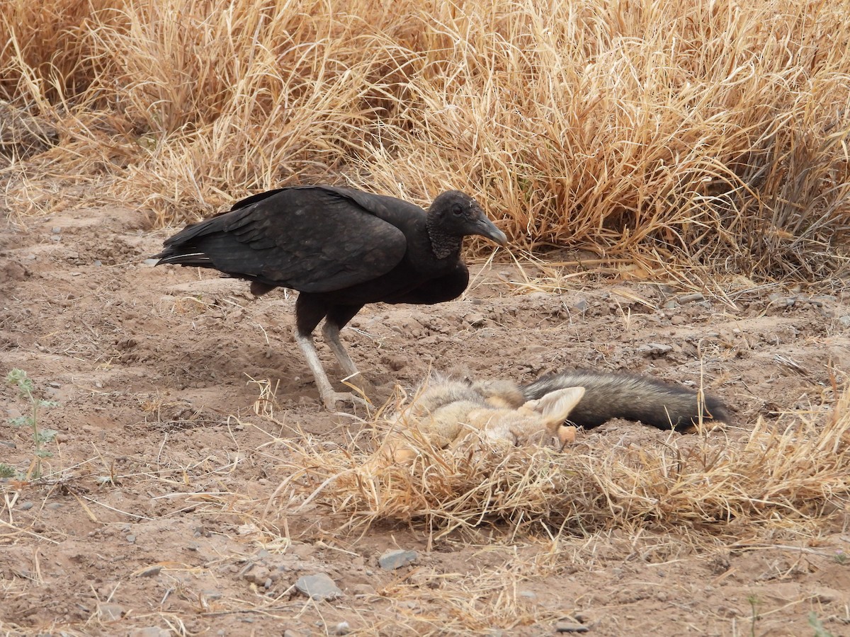 Black Vulture - ML623213372