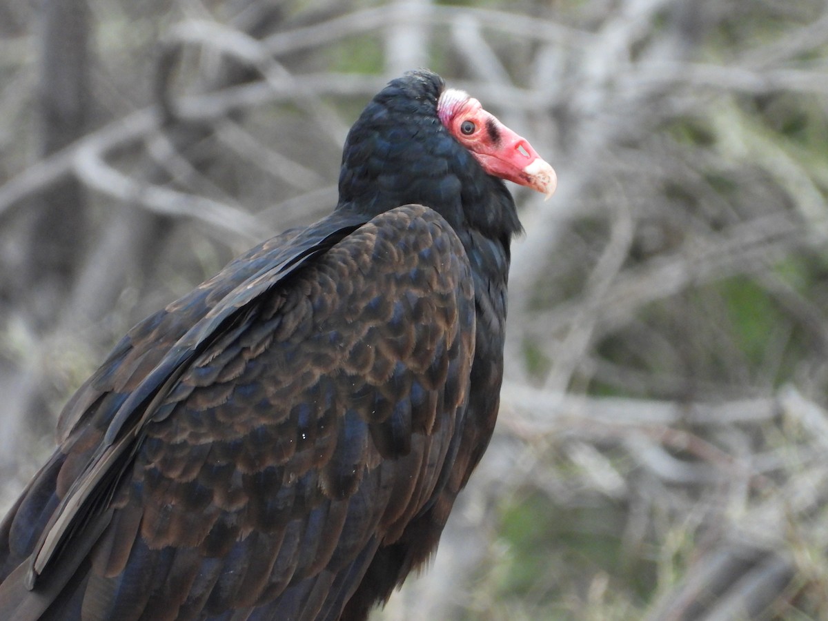 Turkey Vulture - ML623213385