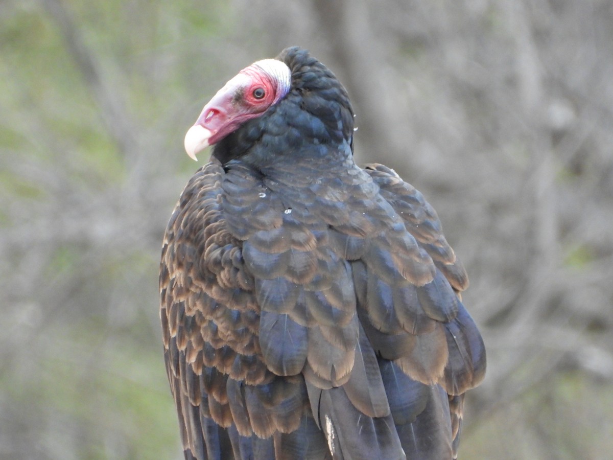 Turkey Vulture - ML623213386