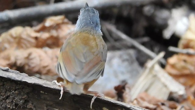 Ashy-headed Babbler - ML623213388