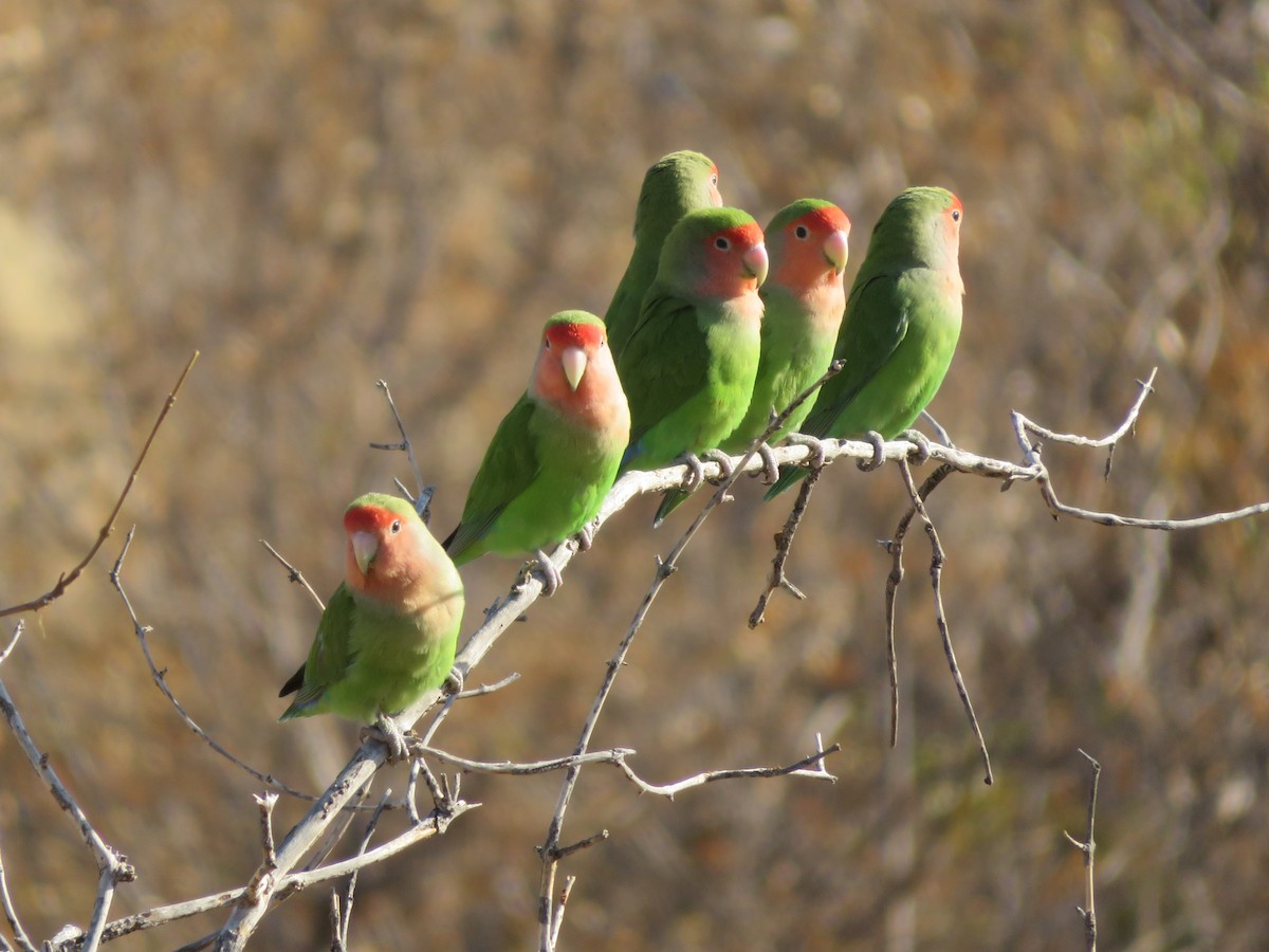 Rosy-faced Lovebird - ML623213390