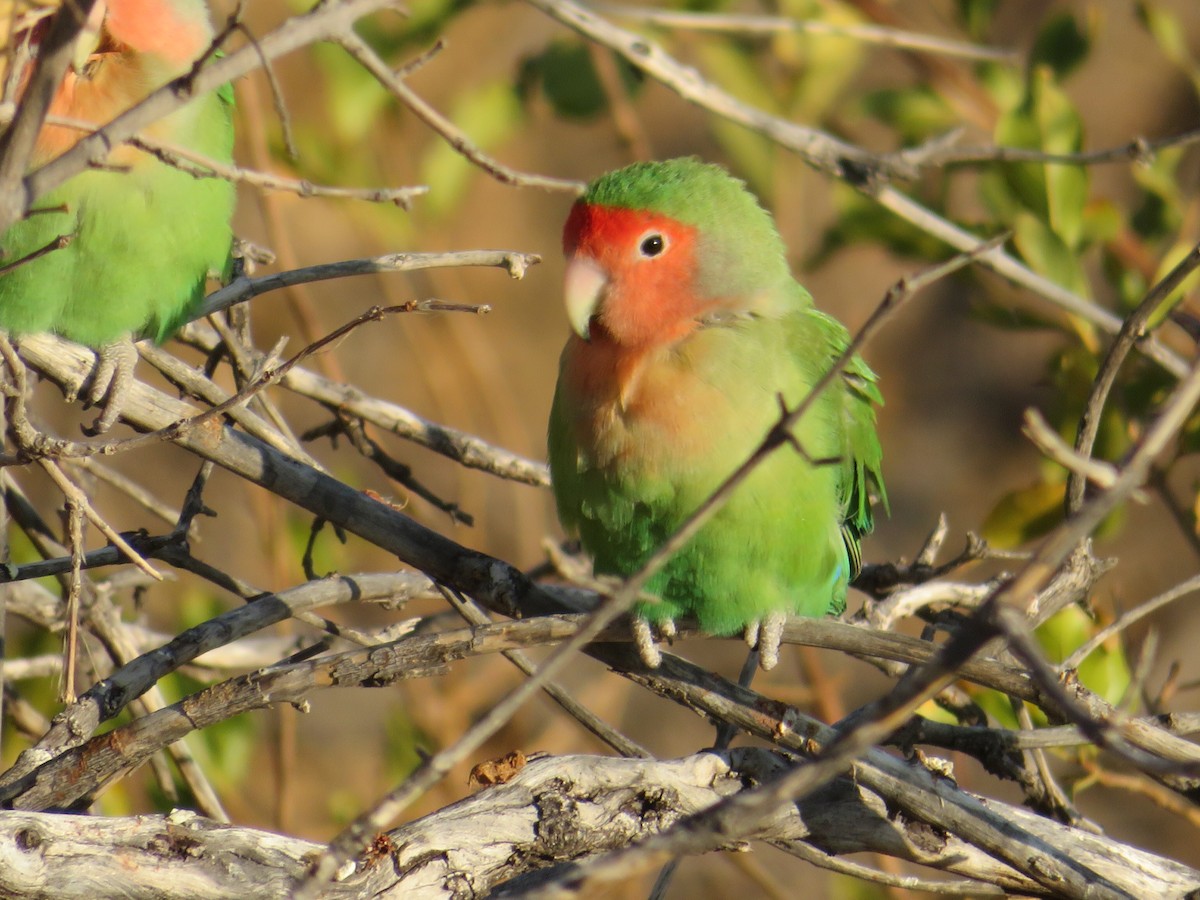 Rosy-faced Lovebird - ML623213391