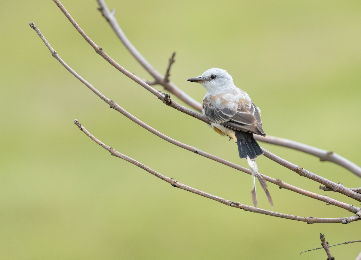 Scissor-tailed Flycatcher - Simon Boivin