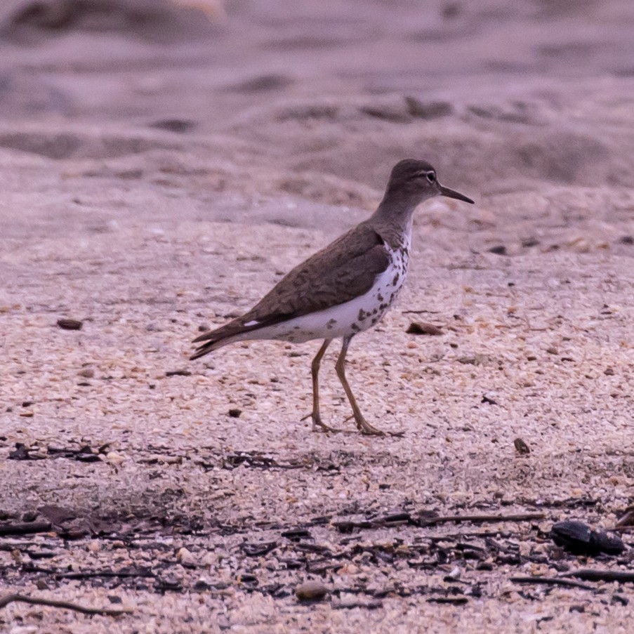 Spotted Sandpiper - ML623213402