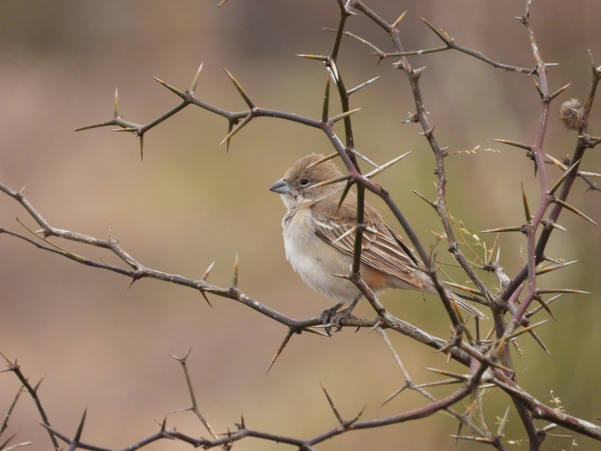 Diuca Finch - ML623213416