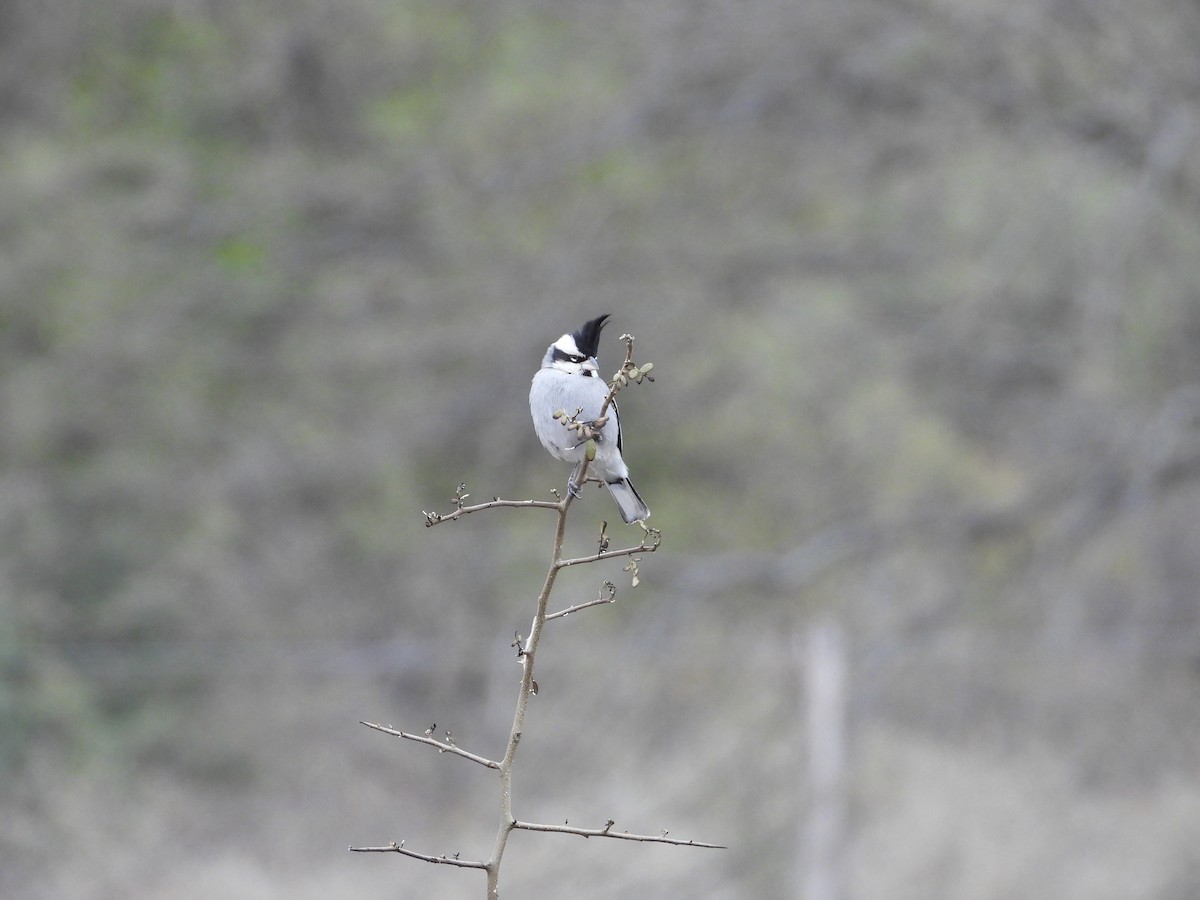 Black-crested Finch - ML623213427