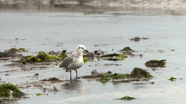 Laughing Gull - ML623213434